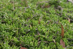Delosperma uncinatum