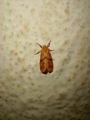 Schistophleps bipuncta