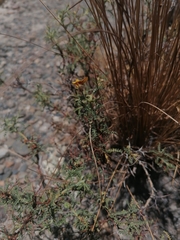 Adesmia miraflorensis