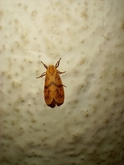 Schistophleps bipuncta