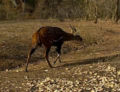 Tragelaphus scriptus