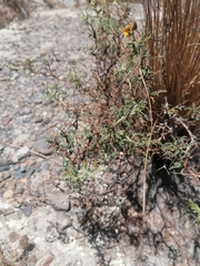 Adesmia miraflorensis