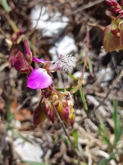 Polygala bracteolata