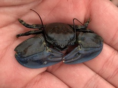 Petrolisthes cinctipes