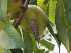 Anacridium aegyptium