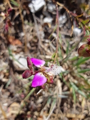 Polygala bracteolata