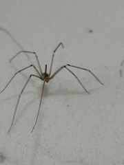 Pholcidae