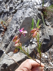 Polygala bracteolata