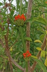 Leonotis leonurus
