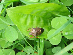 Pinthaeus sanguinipes