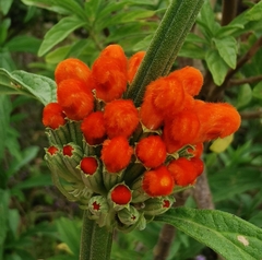 Leonotis leonurus