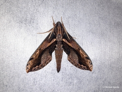 Xylophanes ceratomioides