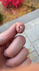 Formicidae