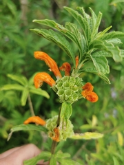 Leonotis leonurus