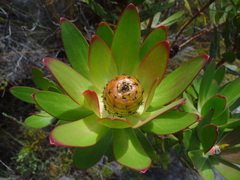 Leucadendron gandogeri