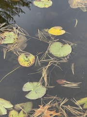 Nymphaea odorata