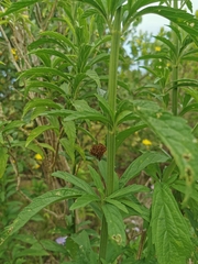 Leonotis leonurus