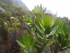 Leucadendron gandogeri