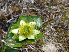 Caltha sagittata