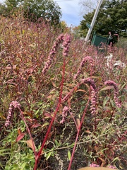 Persicaria