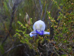 Disa purpurascens