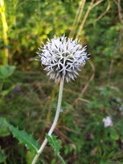 Echinops ossicus
