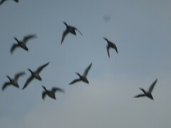 Mareca strepera