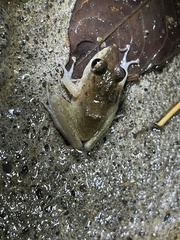 Craugastor fitzingeri