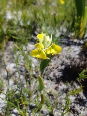 Pterygodium acutifolium