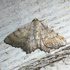 Macaria distribuaria