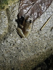 Craugastor fitzingeri