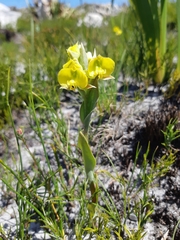 Pterygodium acutifolium