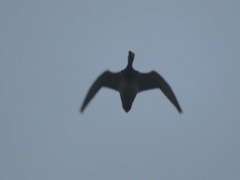 Mareca strepera