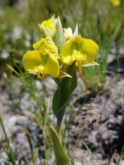 Pterygodium acutifolium