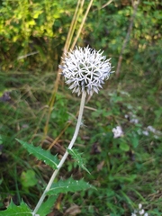 Echinops ossicus