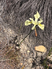 Moraea angusta
