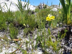 Pterygodium acutifolium