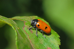 Clytra quadripunctata