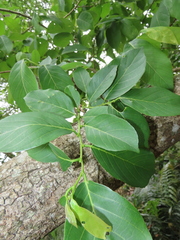Bridelia micrantha