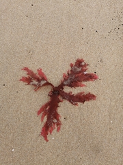 Rhodophyta