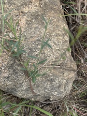 Phyllanthus incurvus