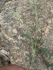 Phyllanthus incurvus