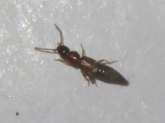 Lithocharis