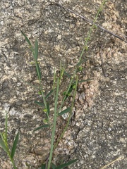 Phyllanthus incurvus