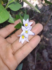 Solanum laxum