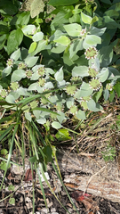 Pycnanthemum muticum