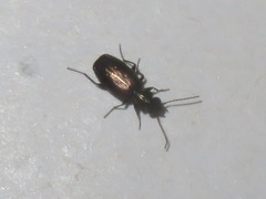 Syntomus foveatus