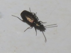 Syntomus foveatus