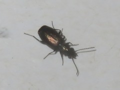 Syntomus foveatus