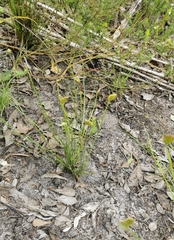 Schizaea pectinata